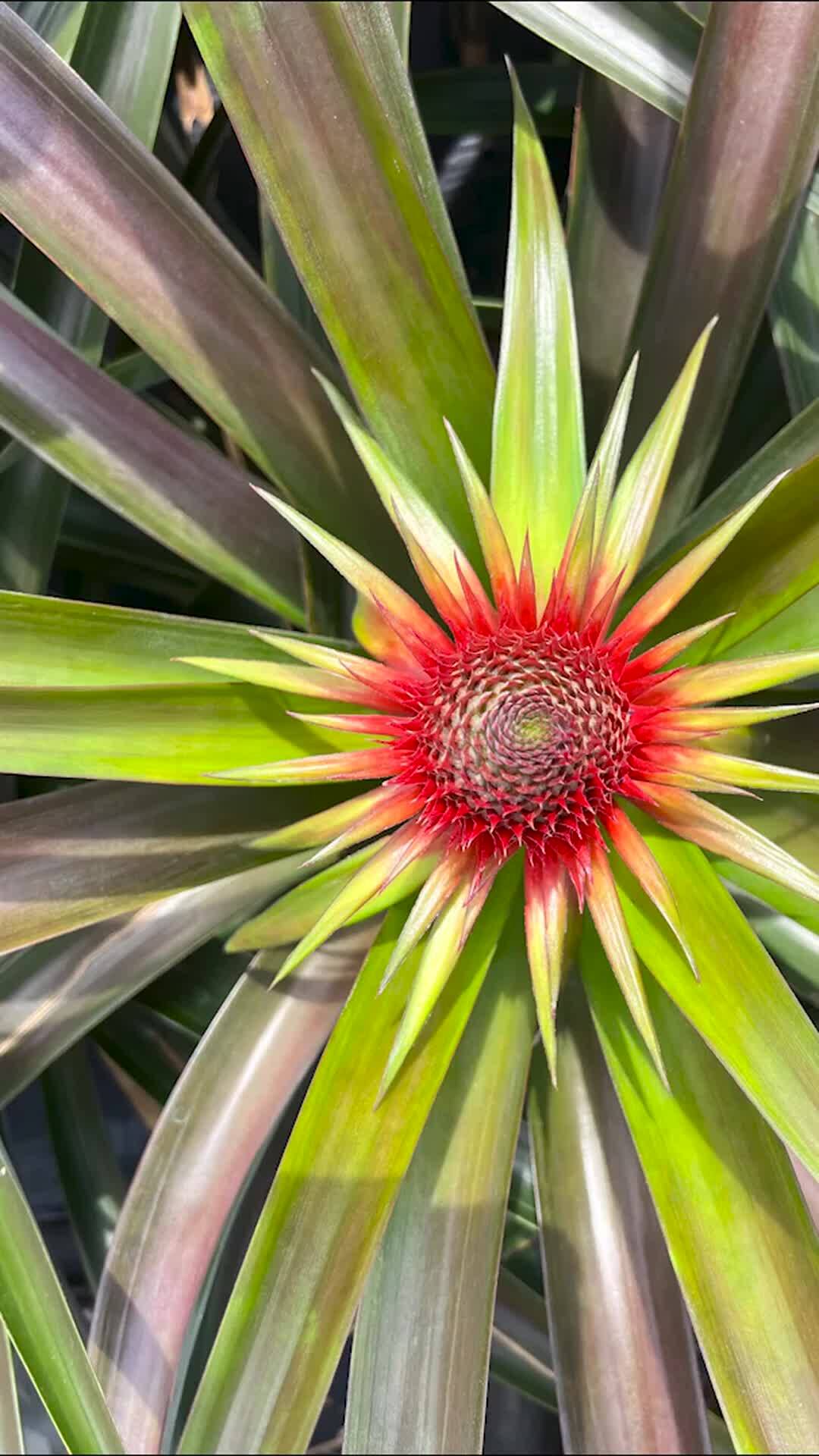 「ゆうなfarmさんの動画」ゆうなfarmさんからの動画｜食べチョク｜産地直送(産直)お取り寄せ通販 - 農家・漁師から旬の食材を直送