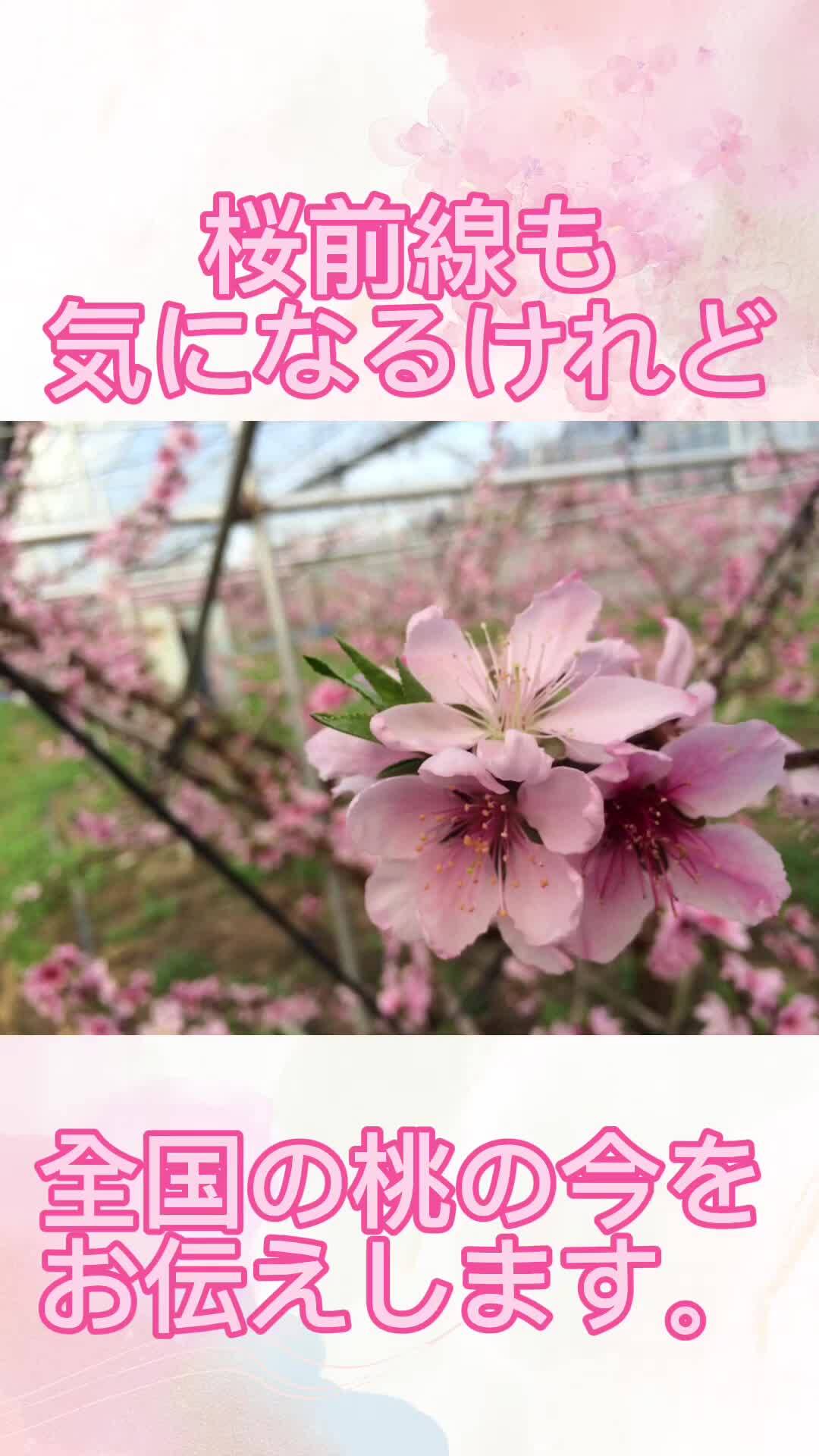 「桃の最前線」ハナウタカジツさんからの動画｜食べチョク｜産地直送(産直)お取り寄せ通販 - 農家・漁師から旬の食材を直送