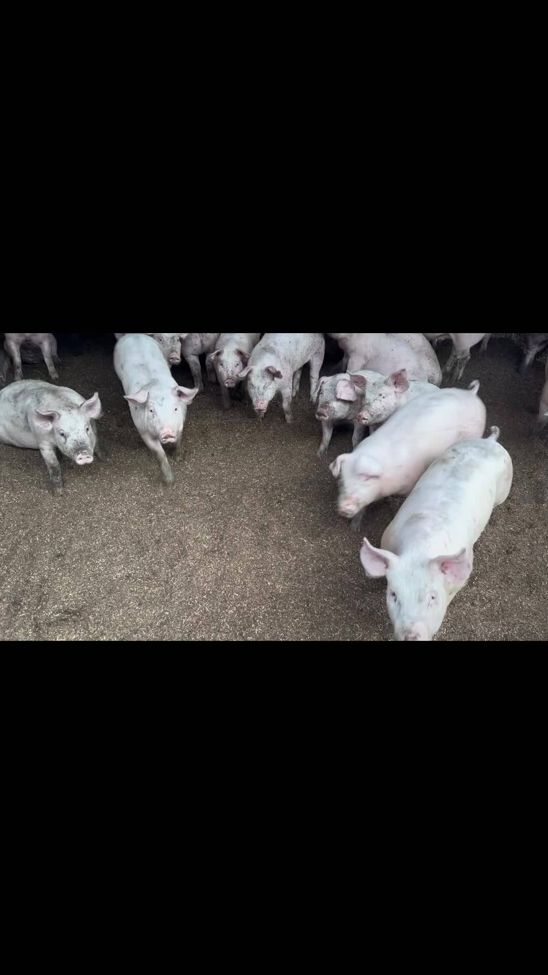 「おはようございます🐽☔️」ミートセンター菊地畜産さんからの動画｜食べチョク｜産地直送(産直)お取り寄せ通販 - 農家・漁師から旬の食材を直送