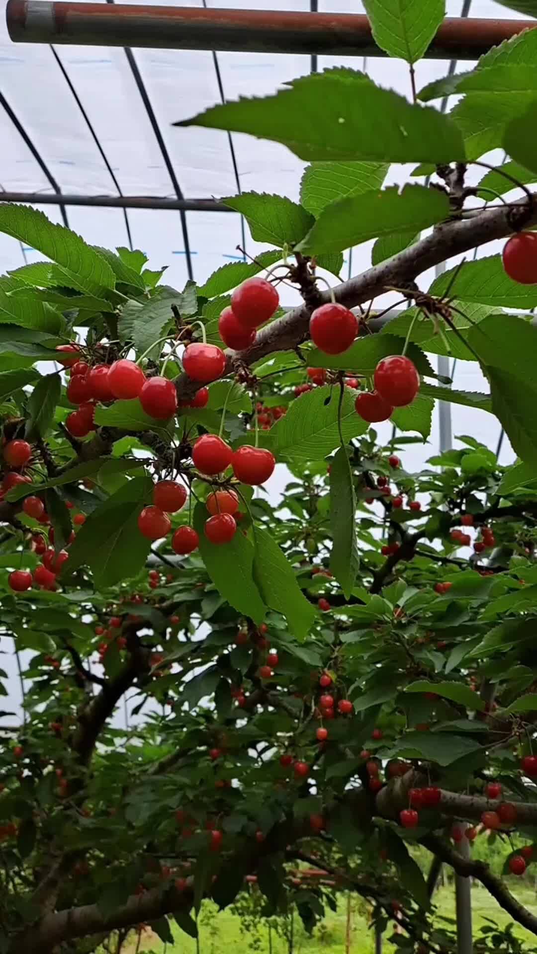 「いよいよ収穫‼️ ピュアでかわいいさくらんぼ(佐藤錦)」さんさいチェリーさんからの動画｜食べチョク｜産地直送(産直)お取り寄せ通販 - 農家・漁師から旬の食材を直送