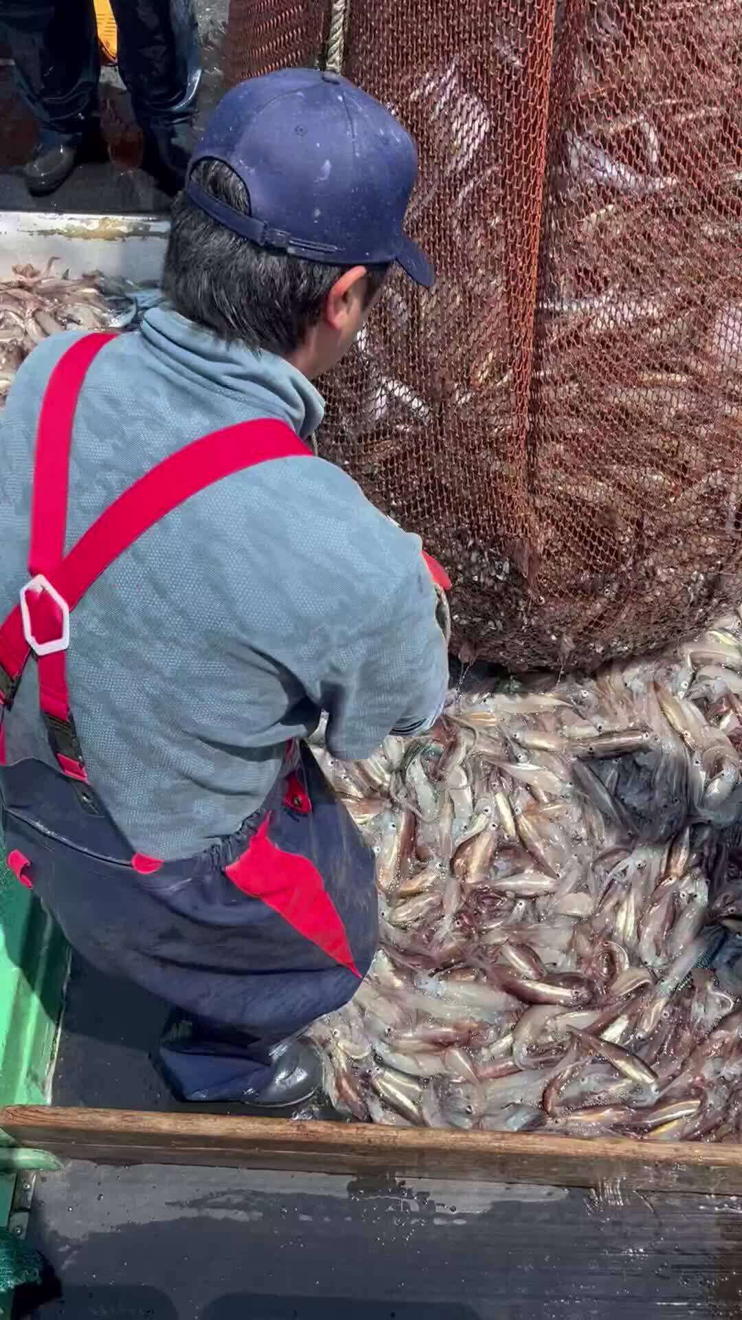 「毎日イカまみれ🦑」fish door　千葉さんからの動画｜食べチョク｜産地直送(産直)お取り寄せ通販 - 農家・漁師から旬の食材を直送