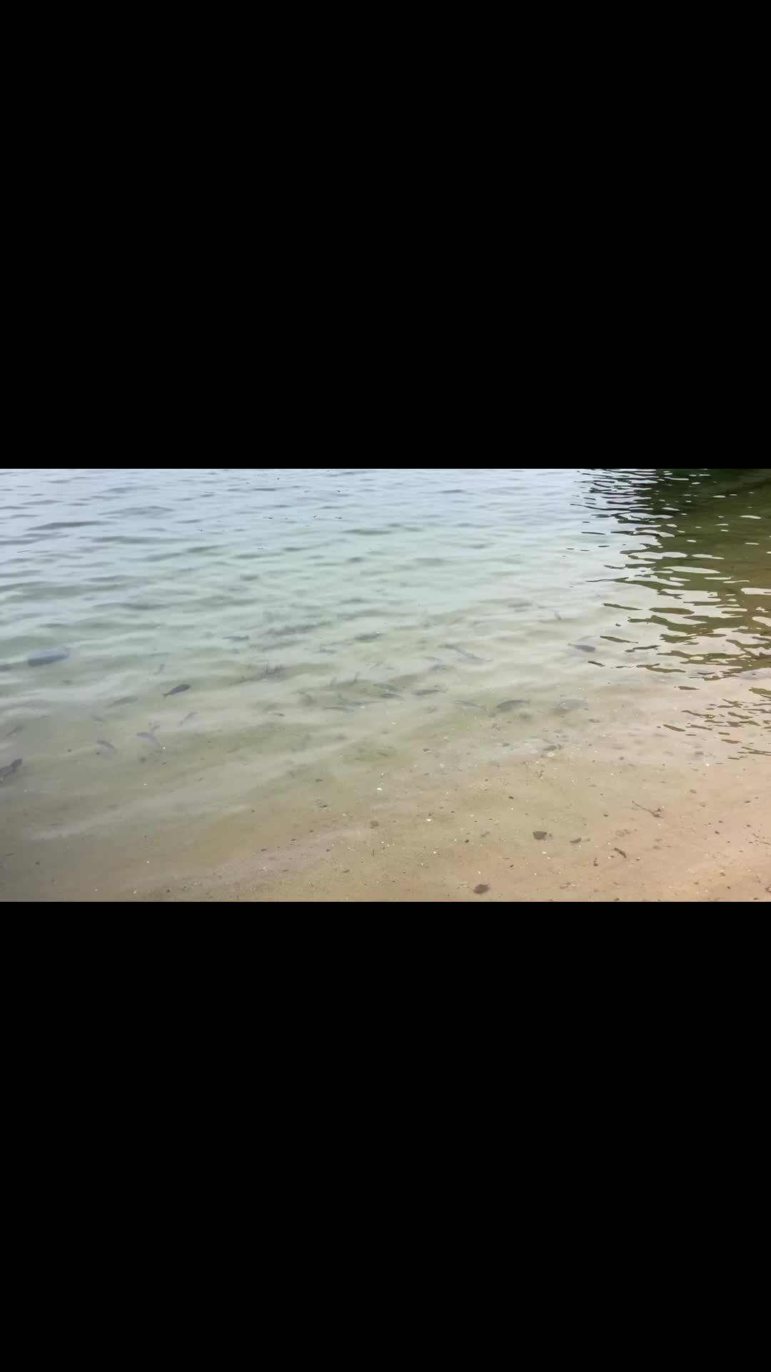 「ちりめん工場の周りには美味しいお裾分けで丸々太ったお魚いっぱい」石野水産　瀬戸内ちりめん　ひじきさんからの動画｜食べチョク｜産地直送(産直)お取り寄せ通販 - 農家・漁師から旬の食材を直送
