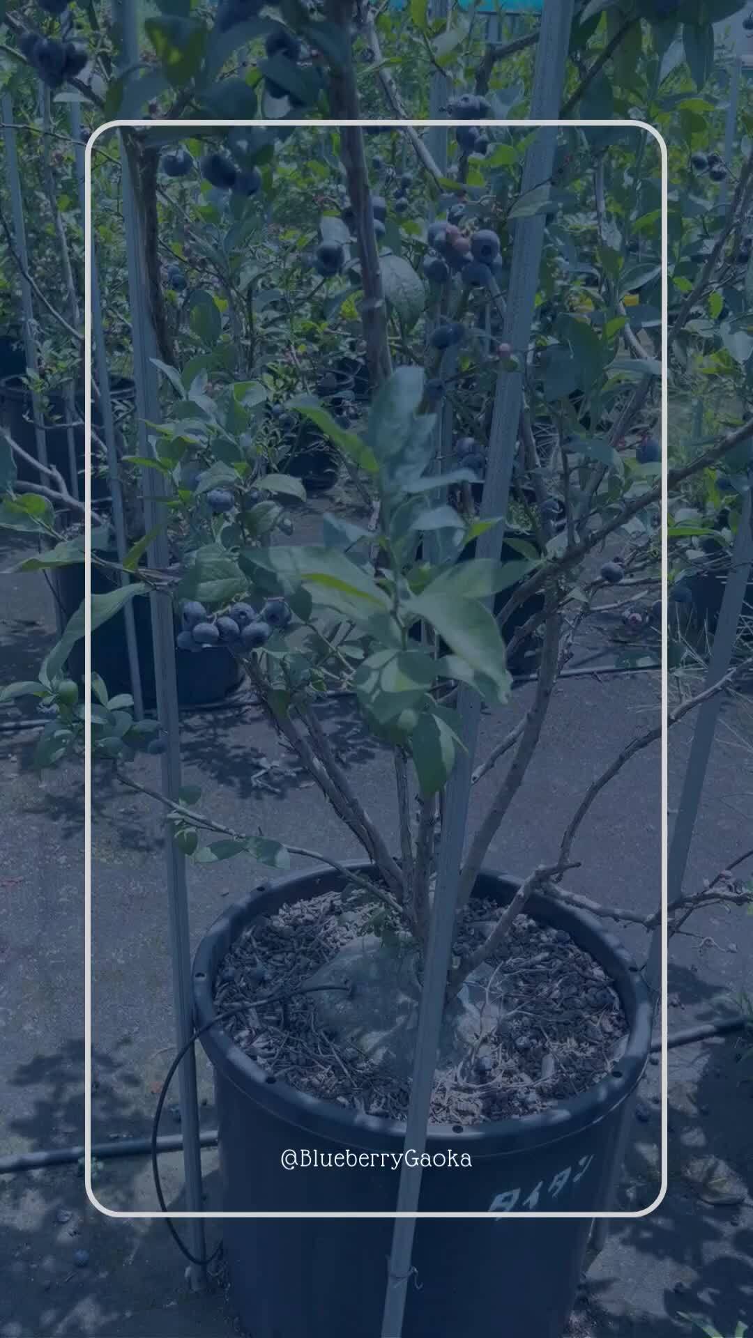 「愛情込めて育てたブルーベリー」Blueberry Gaoka さんからの動画｜食べチョク｜産地直送(産直)お取り寄せ通販 - 農家・漁師から旬の食材を直送