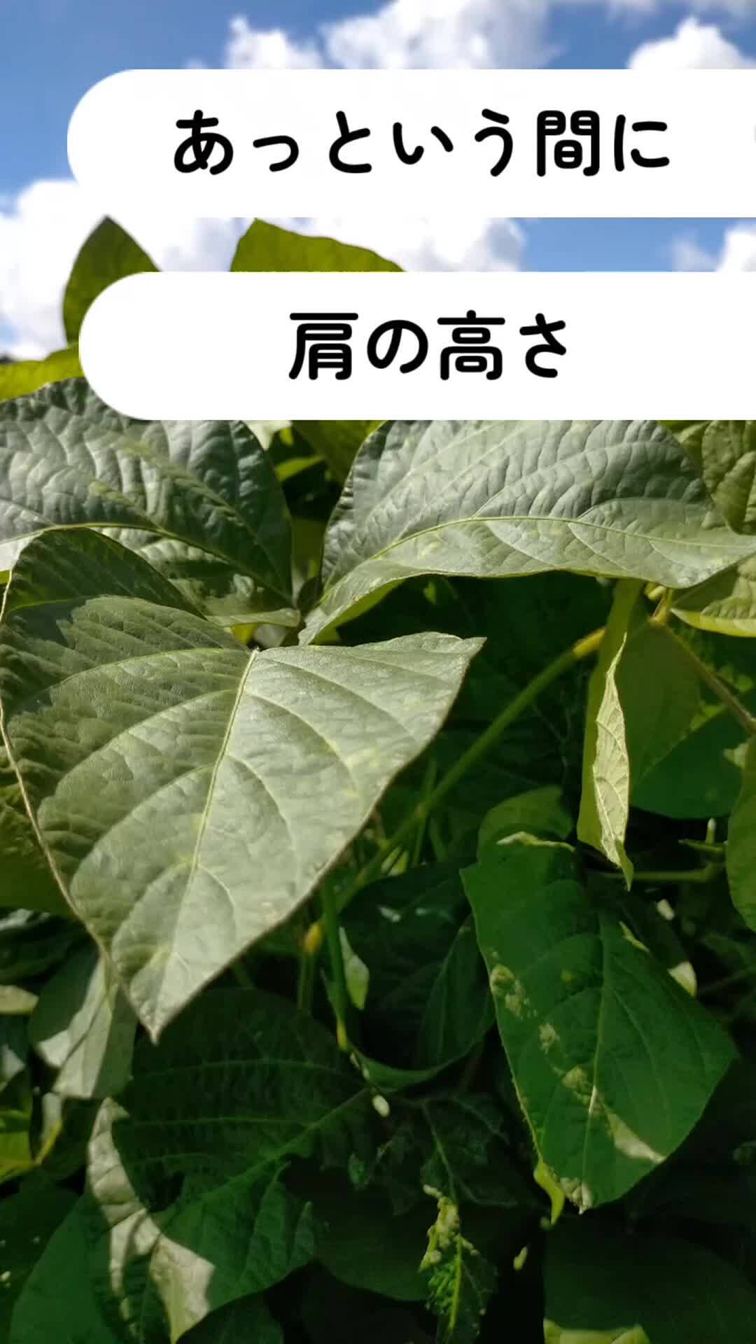 「収穫まであとひと月ほど！」JOURNEYTAIL-ジャーニーテイル- 丹波篠山さんからの動画｜食べチョク｜産地直送(産直)お取り寄せ通販 - 農家・漁師から旬の食材を直送