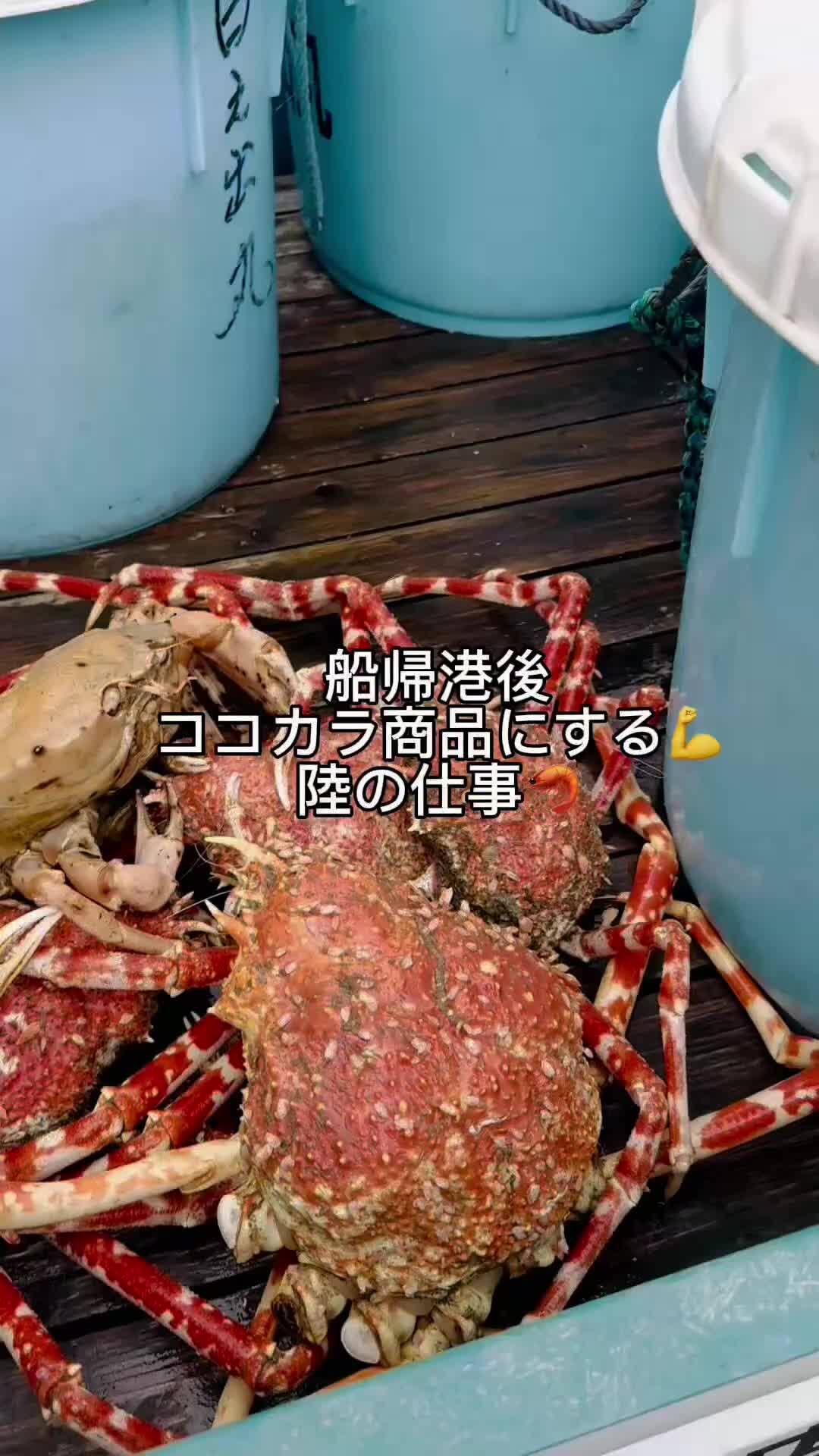 「水揚げされたトロえびが商品になるまで🦐」山竹商店 山田勝美さんからの動画｜食べチョク｜産地直送(産直)お取り寄せ通販 - 農家・漁師から旬の食材を直送