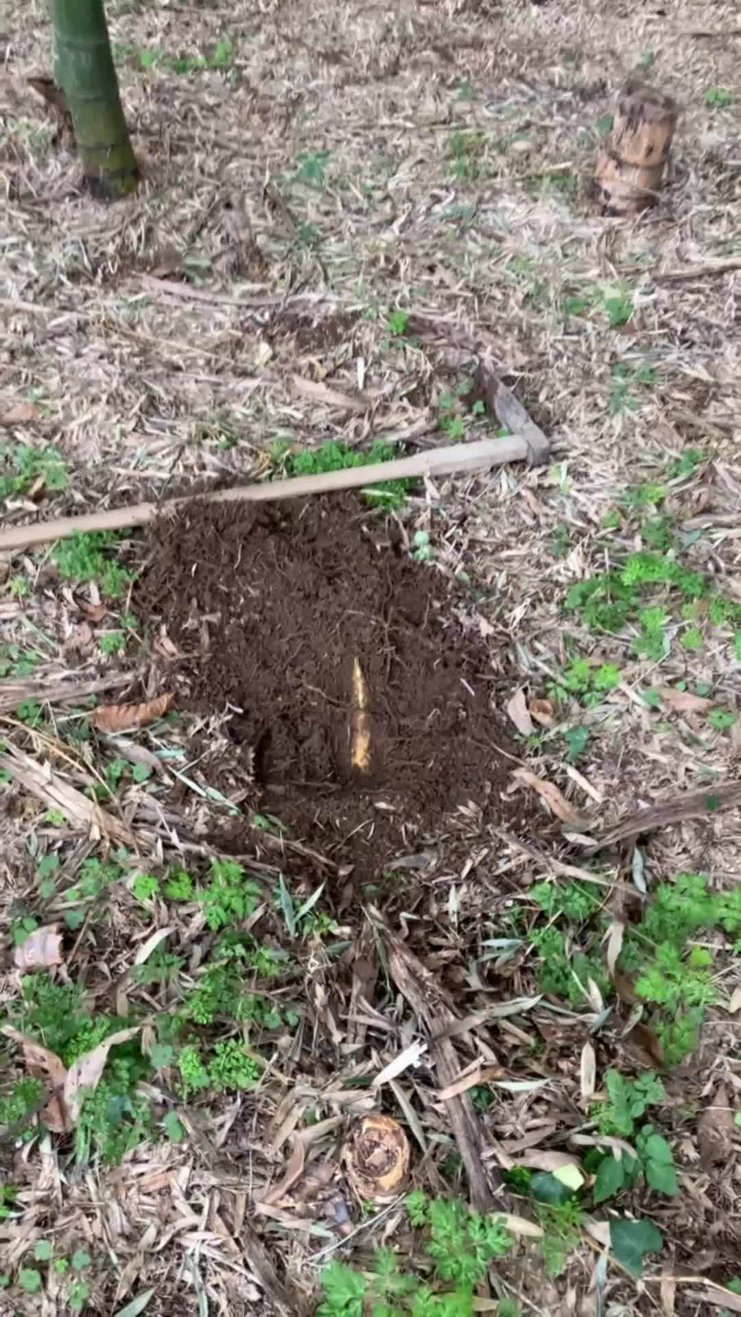 たけのこ 愛媛県産 箱込み約2.5キロ わかちゃん様専用です