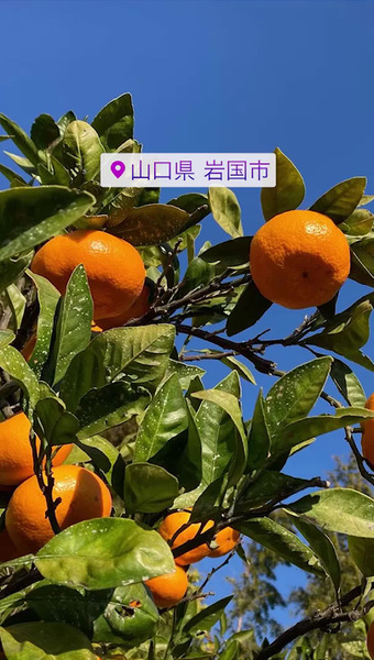 灘柑橘研究会