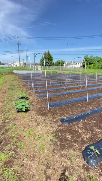 固定種/在来種のお野菜・自然栽培ナチュベジ＊ウィル 