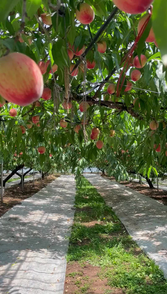ハナウタカジツ