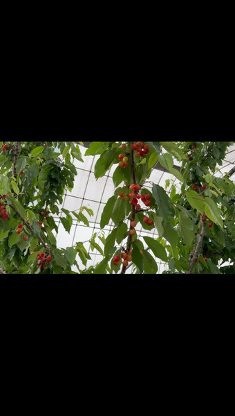 南アルプスこまの園