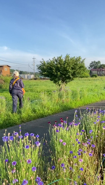 固定種/在来種のお野菜・自然栽培ナチュベジ＊ウィル 