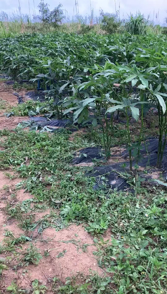 KAZI企画(マキラファーム)