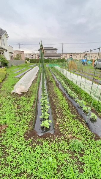 固定種/在来種のお野菜・自然栽培ナチュベジ＊ウィル 