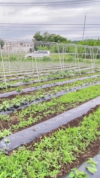 固定種/在来種のお野菜・自然栽培ナチュベジ＊ウィル 