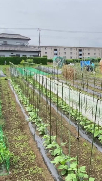 固定種/在来種のお野菜・自然栽培ナチュベジ＊ウィル 