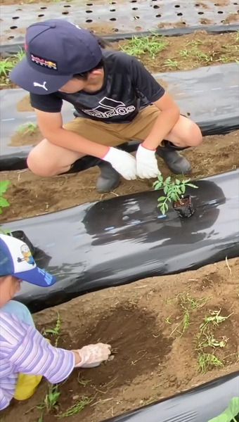 固定種/在来種のお野菜・自然栽培ナチュベジ＊ウィル 