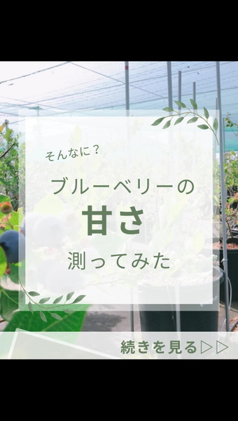 Blueberry Gaoka 
