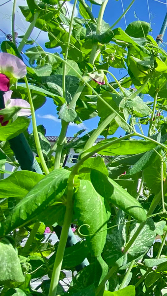 固定種/在来種のお野菜・自然栽培ナチュベジ＊ウィル 