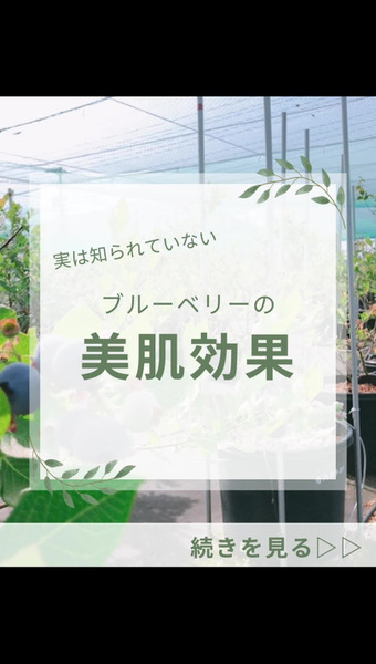 Blueberry Gaoka 