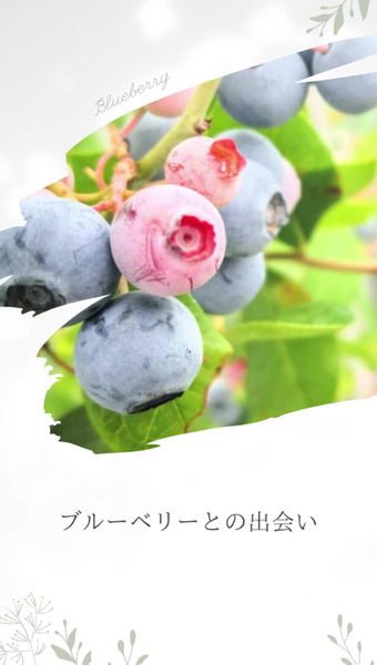 Blueberry Gaoka 