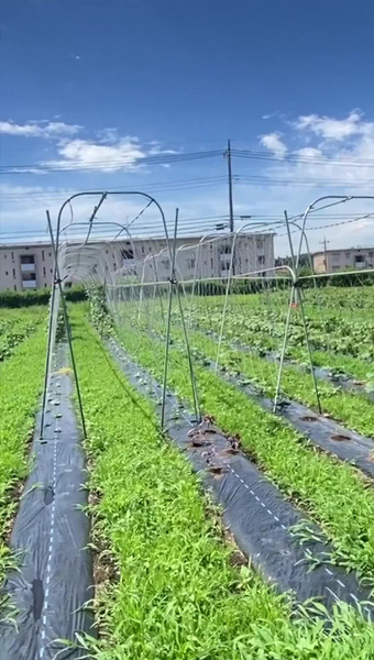 固定種/在来種のお野菜・自然栽培ナチュベジ＊ウィル 