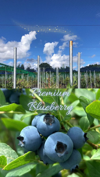 Blueberry Gaoka 