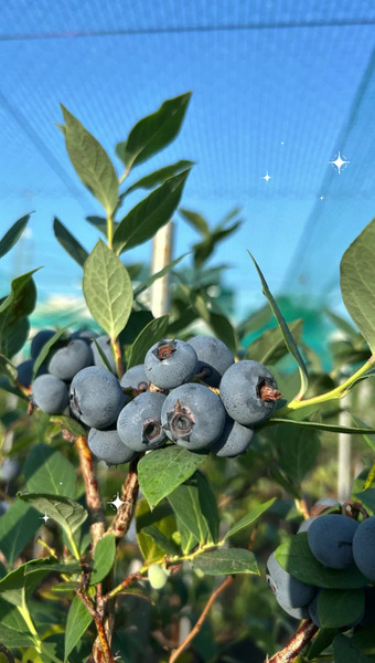 Blueberry Gaoka 