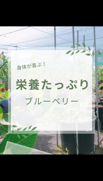 Blueberry Gaoka 