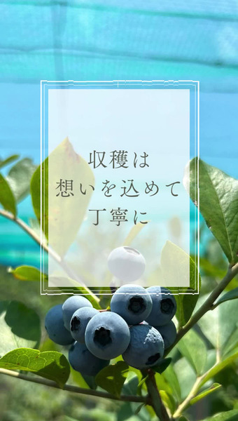Blueberry Gaoka 