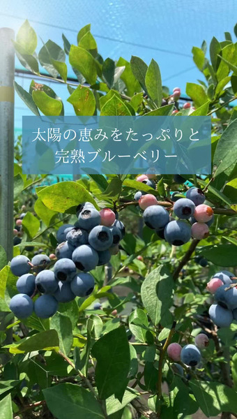 Blueberry Gaoka 