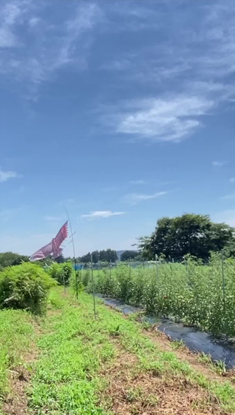 固定種/在来種のお野菜・自然栽培ナチュベジ＊ウィル 