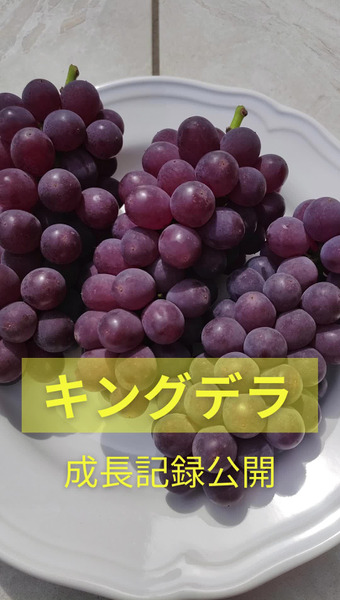 つきほし果樹