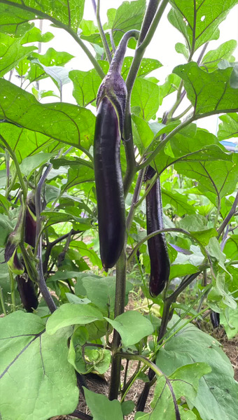 固定種/在来種のお野菜・自然栽培ナチュベジ＊ウィル 