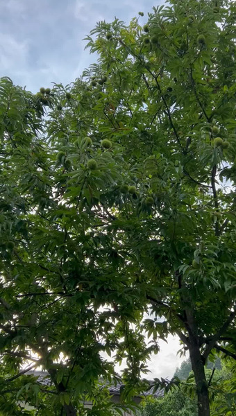 熊本なごみ農園