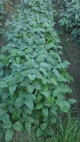 丹波篠山 ひなたファーム