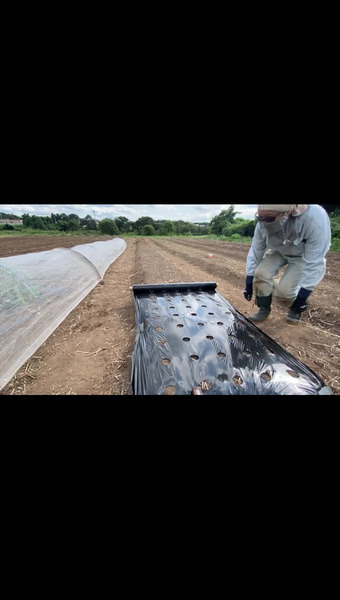 固定種/在来種のお野菜・自然栽培ナチュベジ＊ウィル 