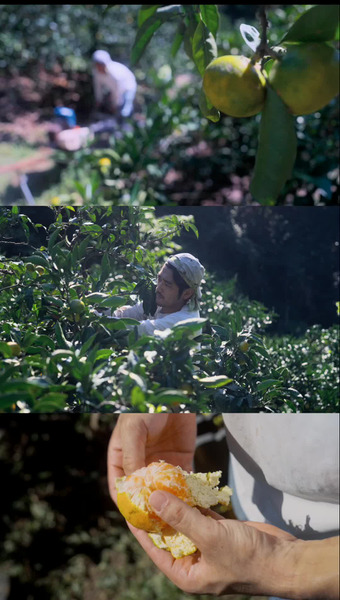 コルレオファーム