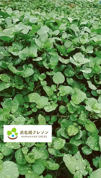 新菜園
