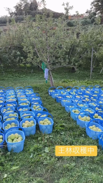 アップルギフターズ