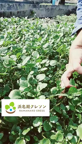 新菜園