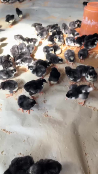 グローバルフィールド