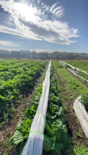 固定種/在来種のお野菜・自然栽培ナチュベジ＊ウィル 