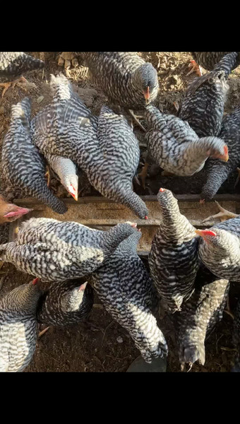 丹波篠山 ひなたファーム