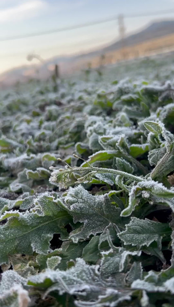 ハナウタカジツ