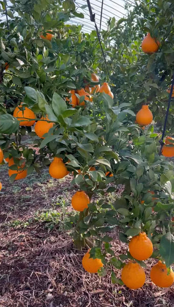 ハナウタカジツ