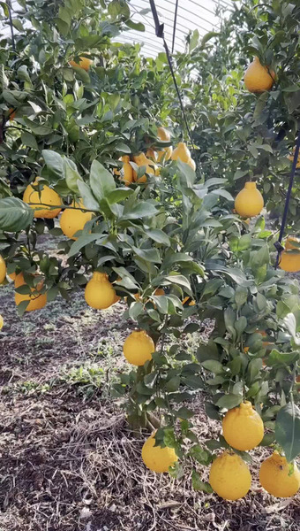 ハナウタカジツ