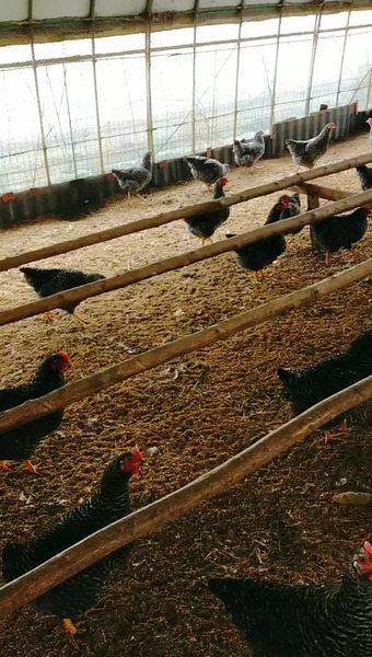 大野村農園