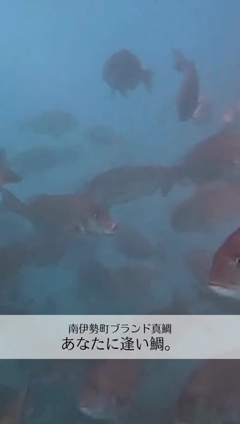 あなたに逢い鯛。