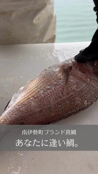 あなたに逢い鯛。