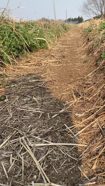 固定種/在来種のお野菜・自然栽培ナチュベジ＊ウィル 
